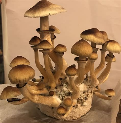 Mafic mushroom spores ejay